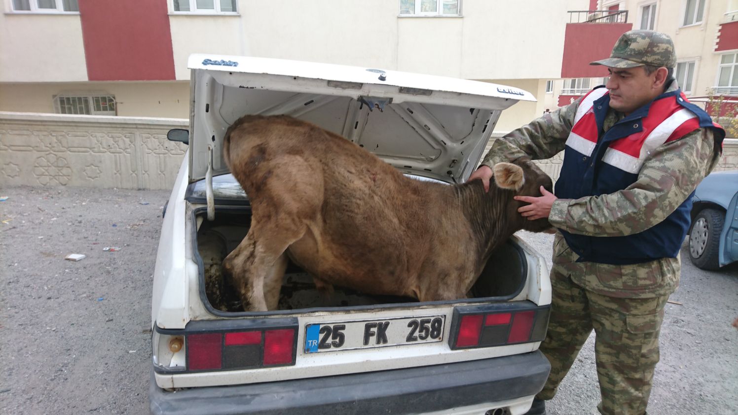 Çalınan buzağı arabanın bagajından çıktı