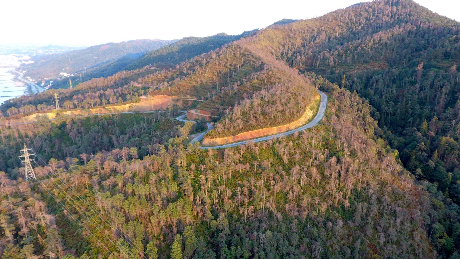 Trabzon Sürmene'deki Çamburnu Ormanı'nından kahreden haber