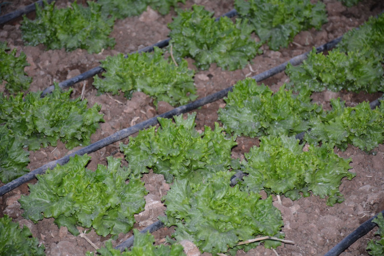 Tarlada 40 kuruş, pazarda 3 lira!