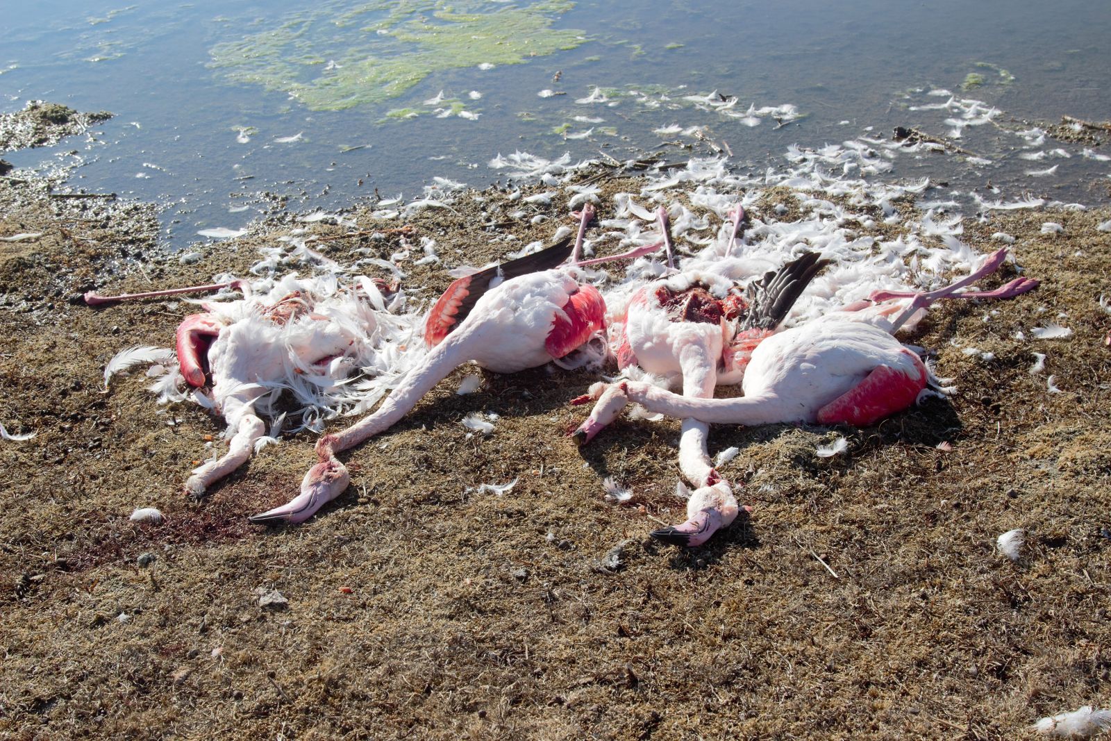 Konya'da flamingo katliamı!