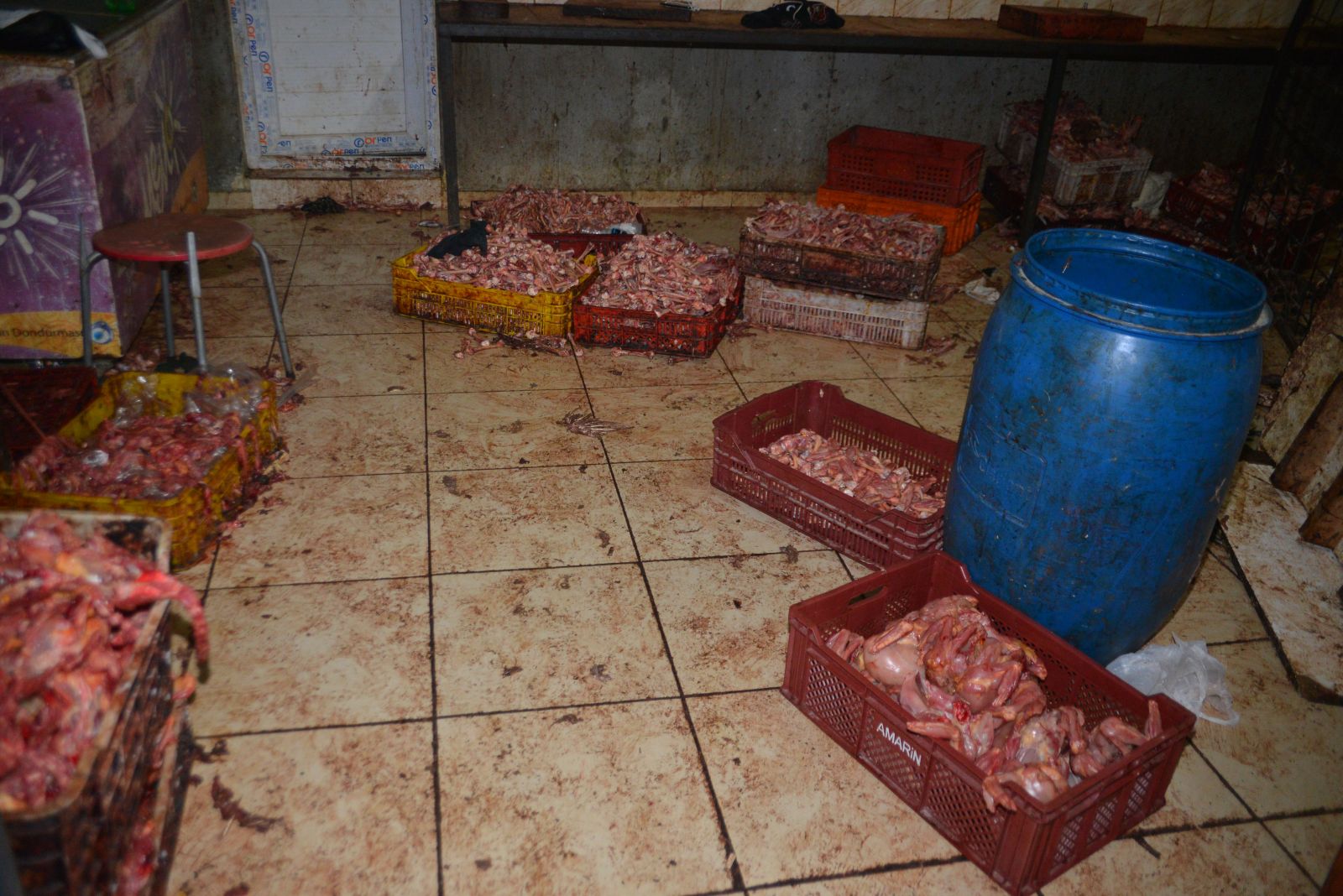 Adana'da kaçak tavuk kesimhanesine baskın