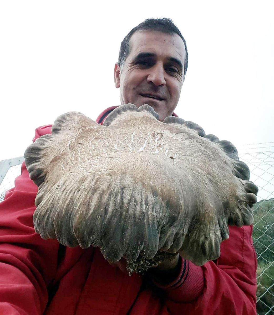 3 kiloluk mantarı görenler şaşırdı