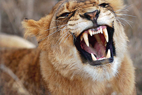 Şehir hayatı akla zarar