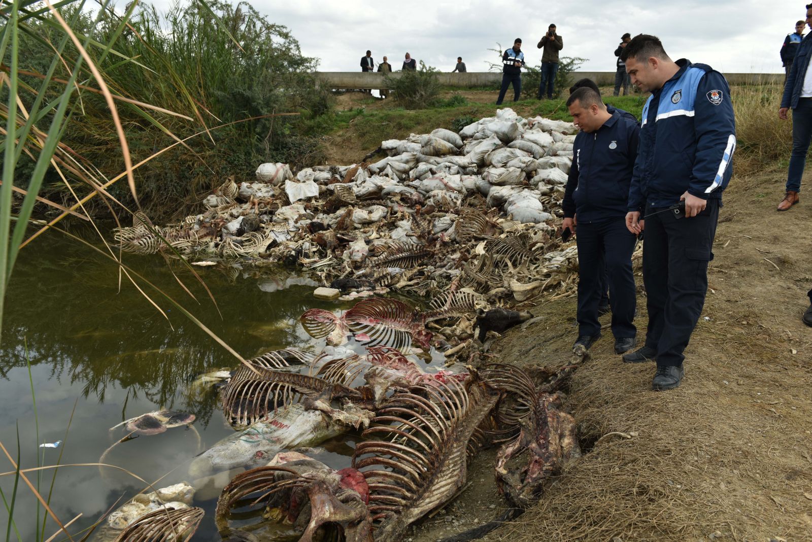 Adana'da vatandaşa at eti yedirmeye devam ediyorlar