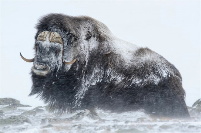 Norveç’in devasa Misk öküzlerinden ilginç kareler