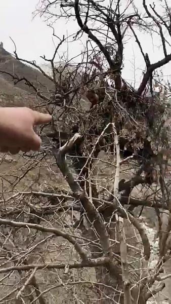 Hakkâri'de ormanlık alanda deşifre oldu! İşte PKK'nın gözetleme kuleleri...