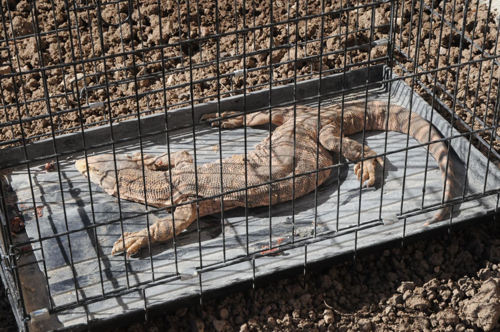 Cizre’de çöl varanı bulundu