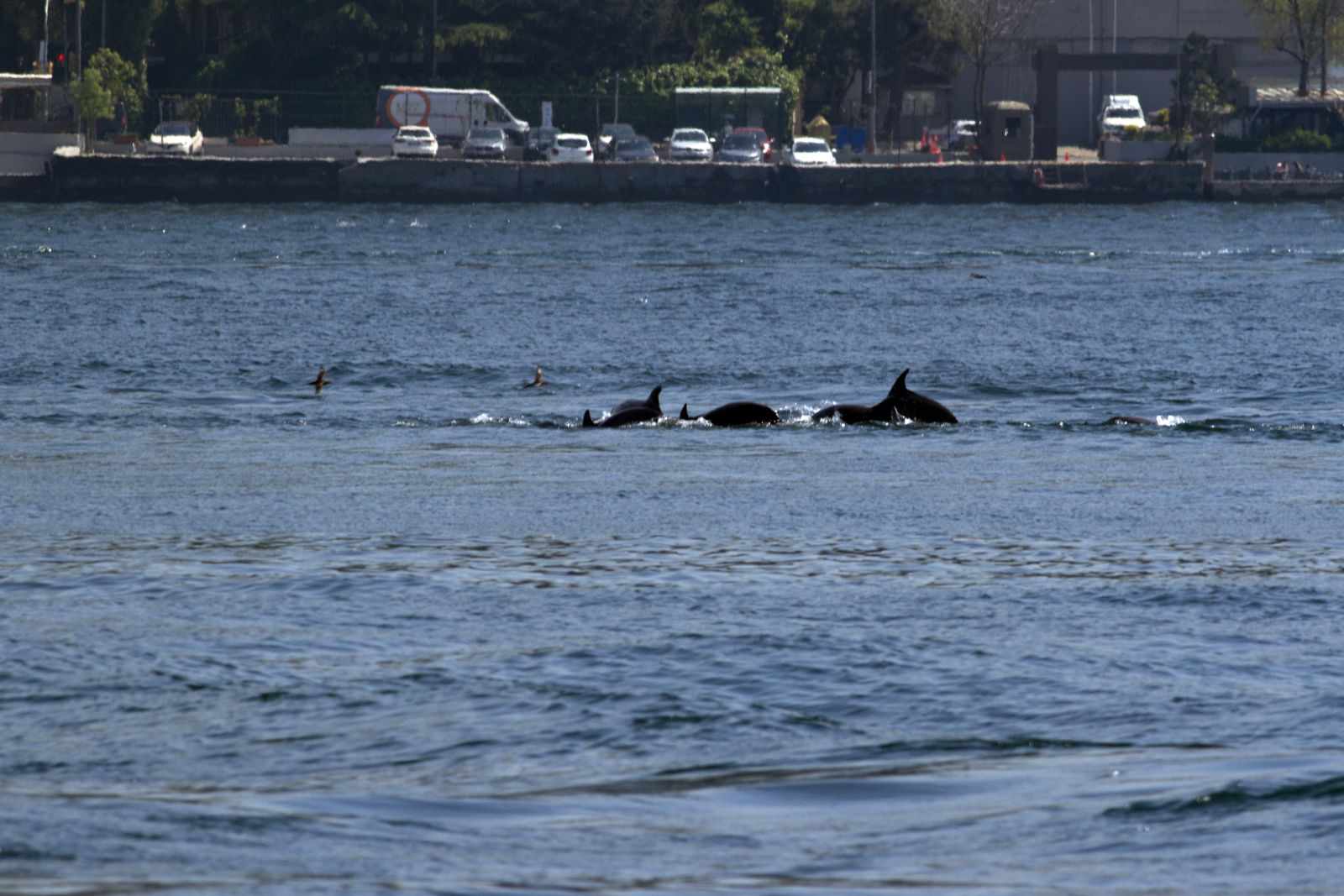 Boğaz'da yunusların dansı kamerada