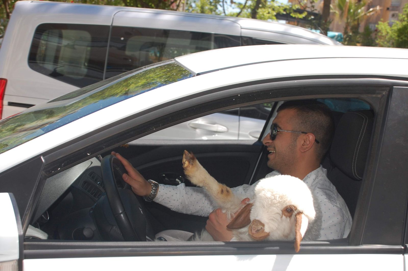 Bu kuzu Türk kahvesine bayılıyor, cips ve sade gazoz da vazgeçilmezi