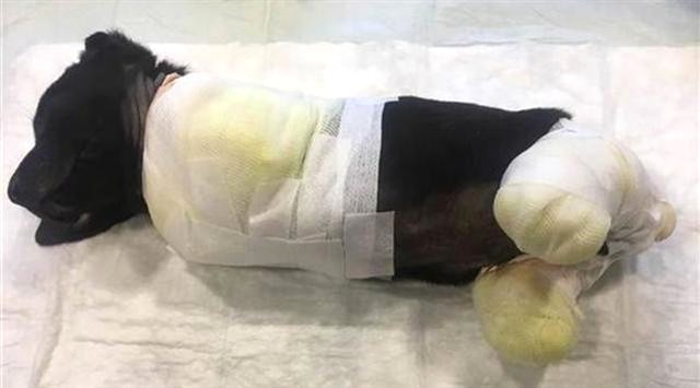 Bakan Soylu'dan Türkiye'yi ayağa kaldıran yavru köpek için açıklama