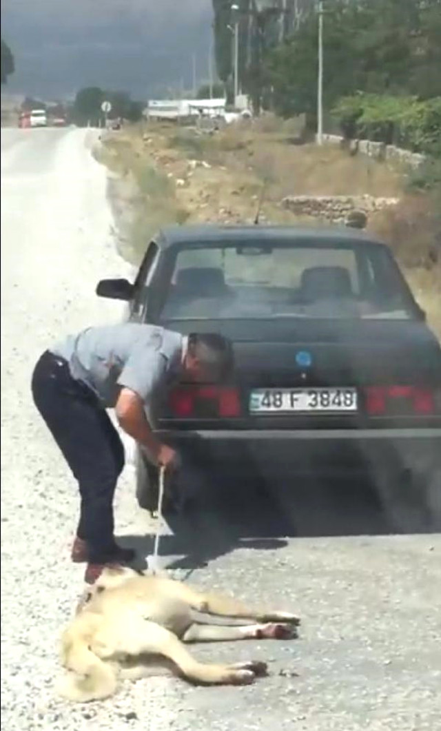 Arabanın arkasına bağladığı köpeğe işkence yapmıştı! Meğer niyeti başkaymış