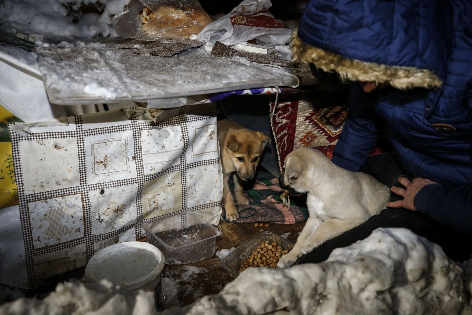 Köpek yavrularını donmaktan kurtardılar