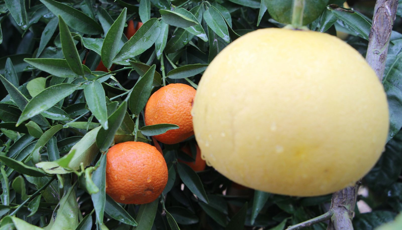 4 ülkenin meyvesini tek ağaçta yetiştirdi, bahçe ziyaretçi akınına uğradı