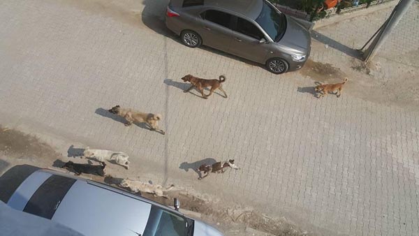 9 yaşındaki Kerem'i köpek ısırdı