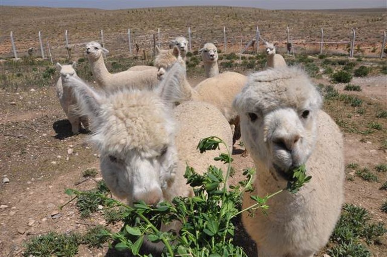 Türkiye'de ilk kez Alpaka deve çiftliği kurulacak