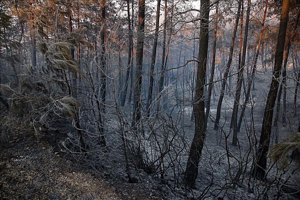 Adana'daki orman yangını kontrol altına alındı
