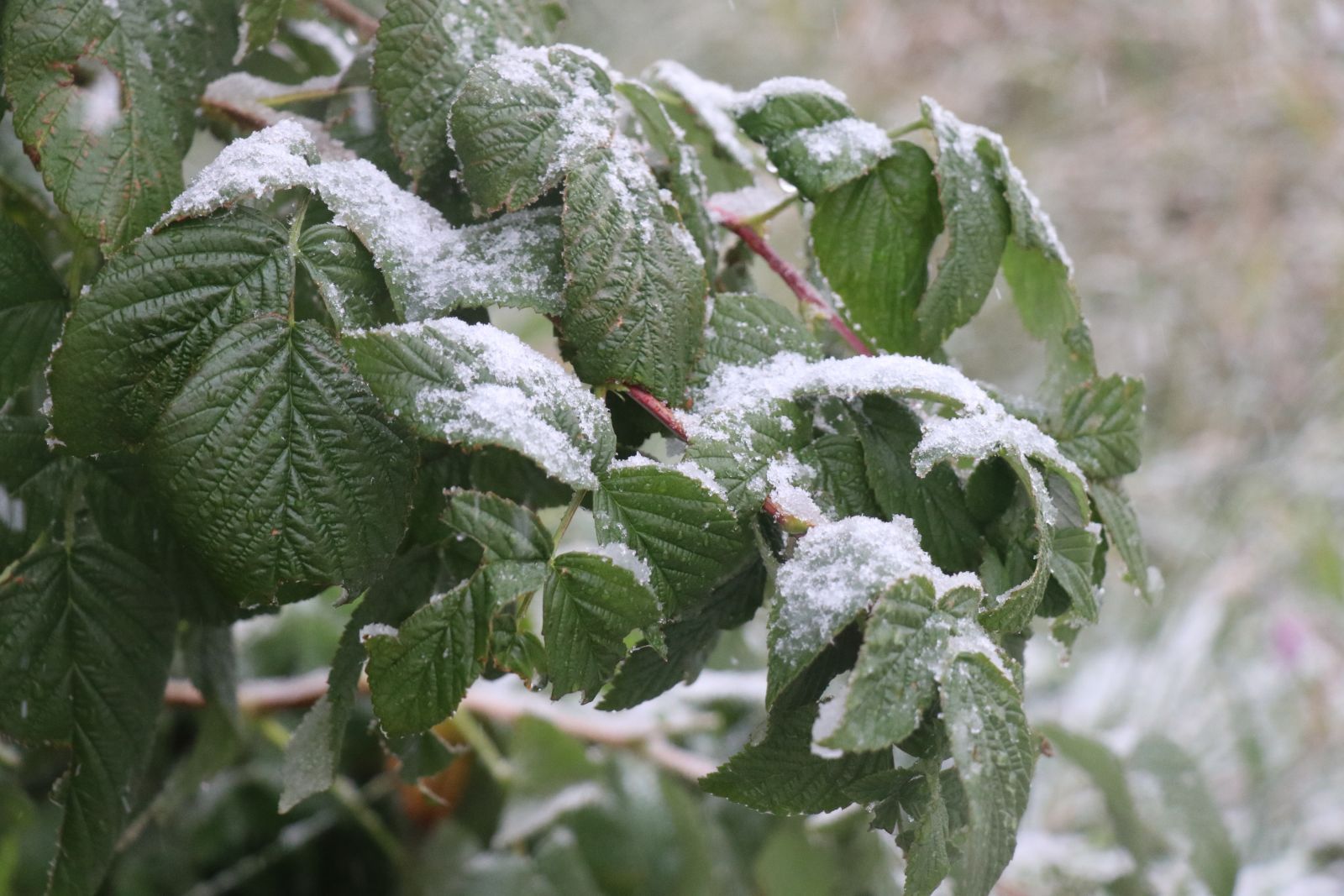 Bolu’ya kar yağdı