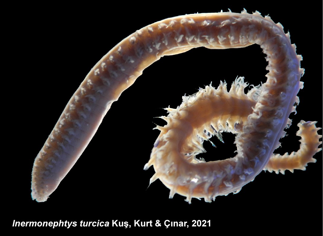 Türk bilim adamları 2 yeni deniz canlısı keşfetti: Dünya literatürüne girdi