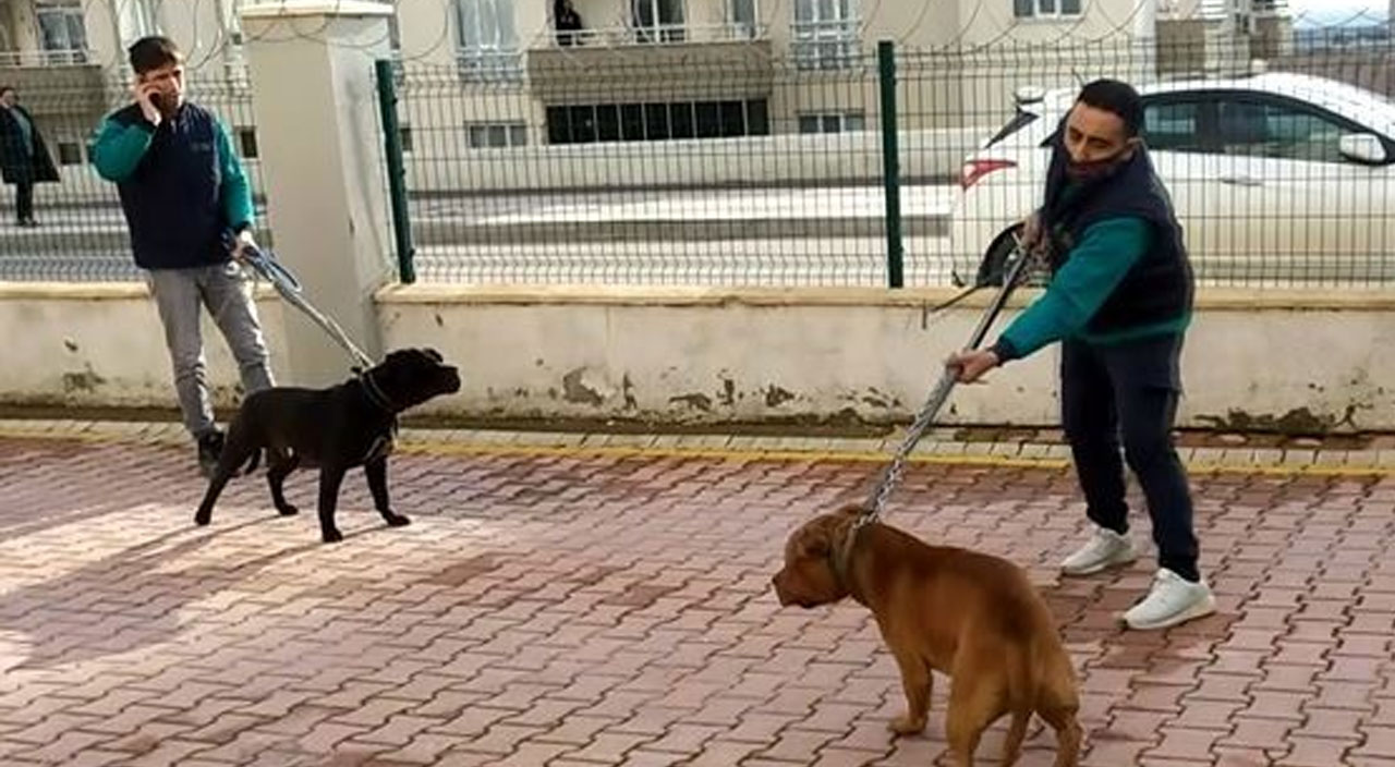 Gaziantep’te pitbulların saldırısına uğrayan Asiye Antalya’ya sevk edildi