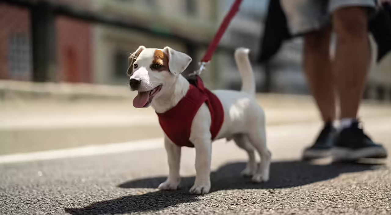 Avrupa'da tehlikeli köpeğe sahip olmak özel izne tabi