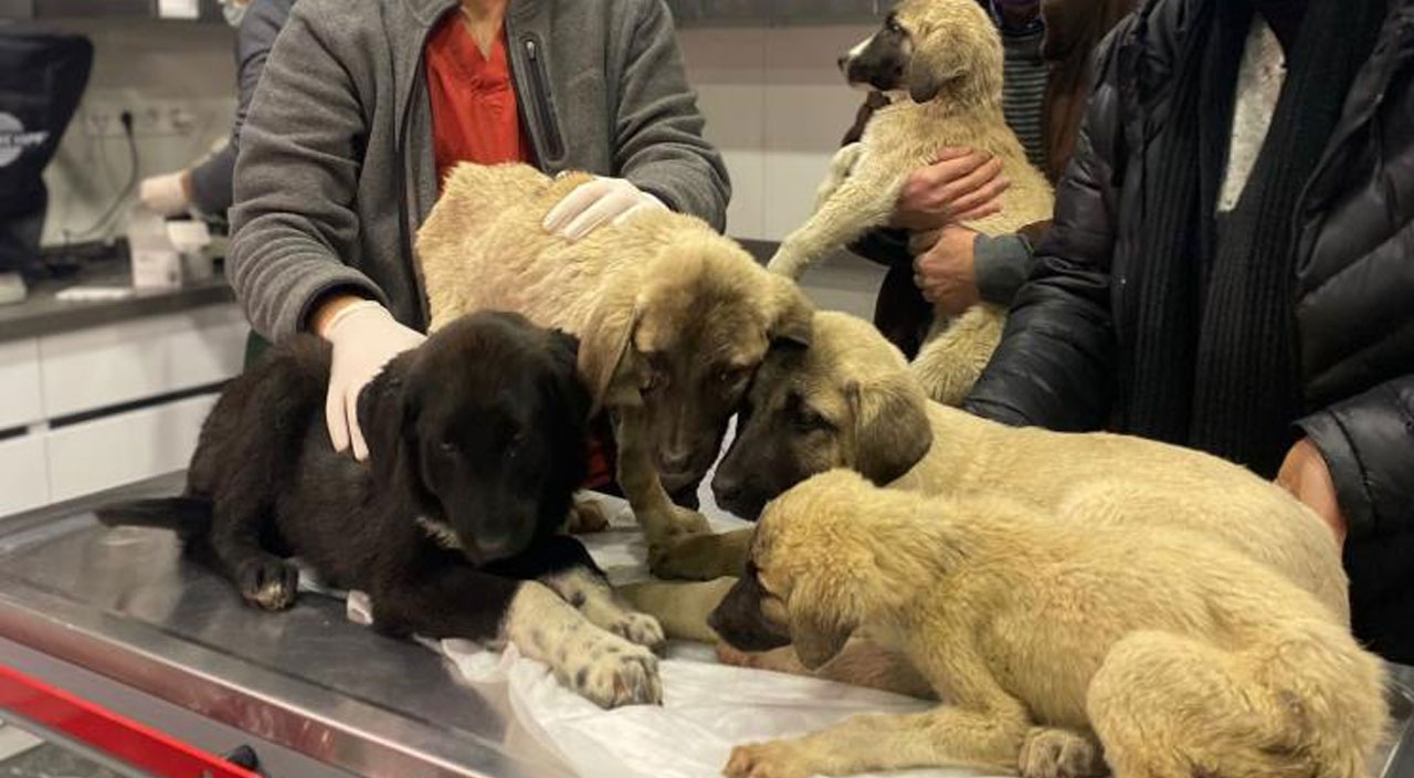 Ankara'da zehirlenen 9 köpekten 4'ü öldü