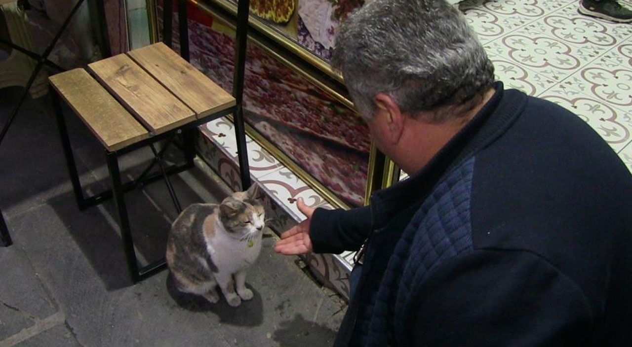 Sosyal medyada viral oldu: Acıkan kedi esnaftan böyle yemek istiyor