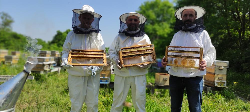 Hücre yeniliyor, çok sayıda faydası var: Arı sütünde üretim başladı