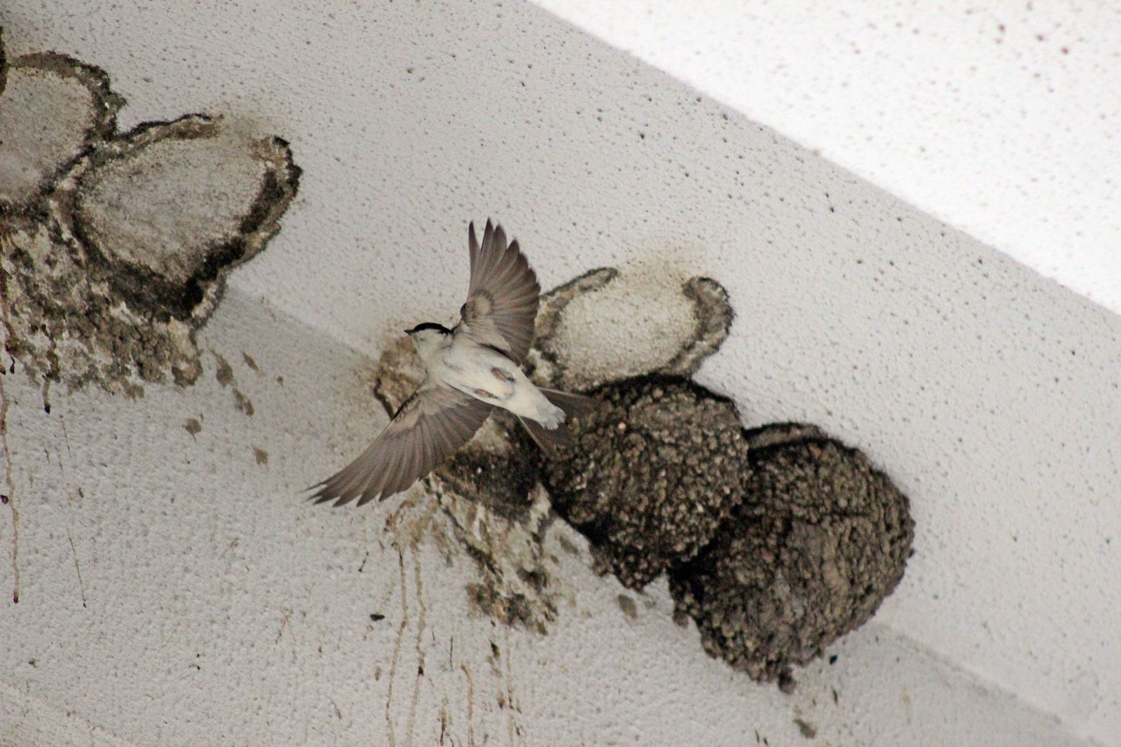 Yıkım ekibi bu manzara karşısında her şeyden vazgeçti!