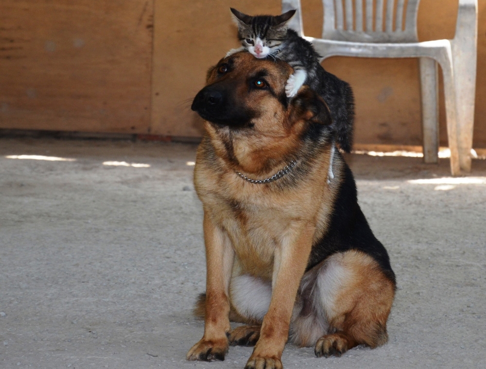 Kedi ile köpeğin örnek dostluğu