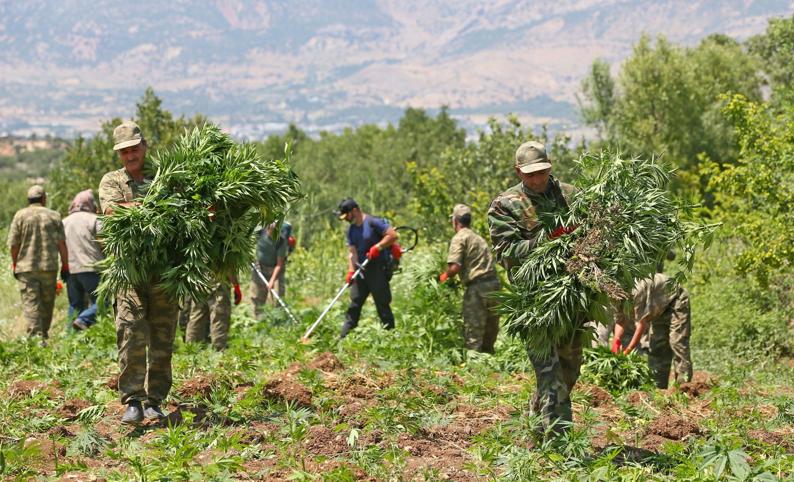 PKK'nın finans kaynağı kenevir tarlalarına operasyon!