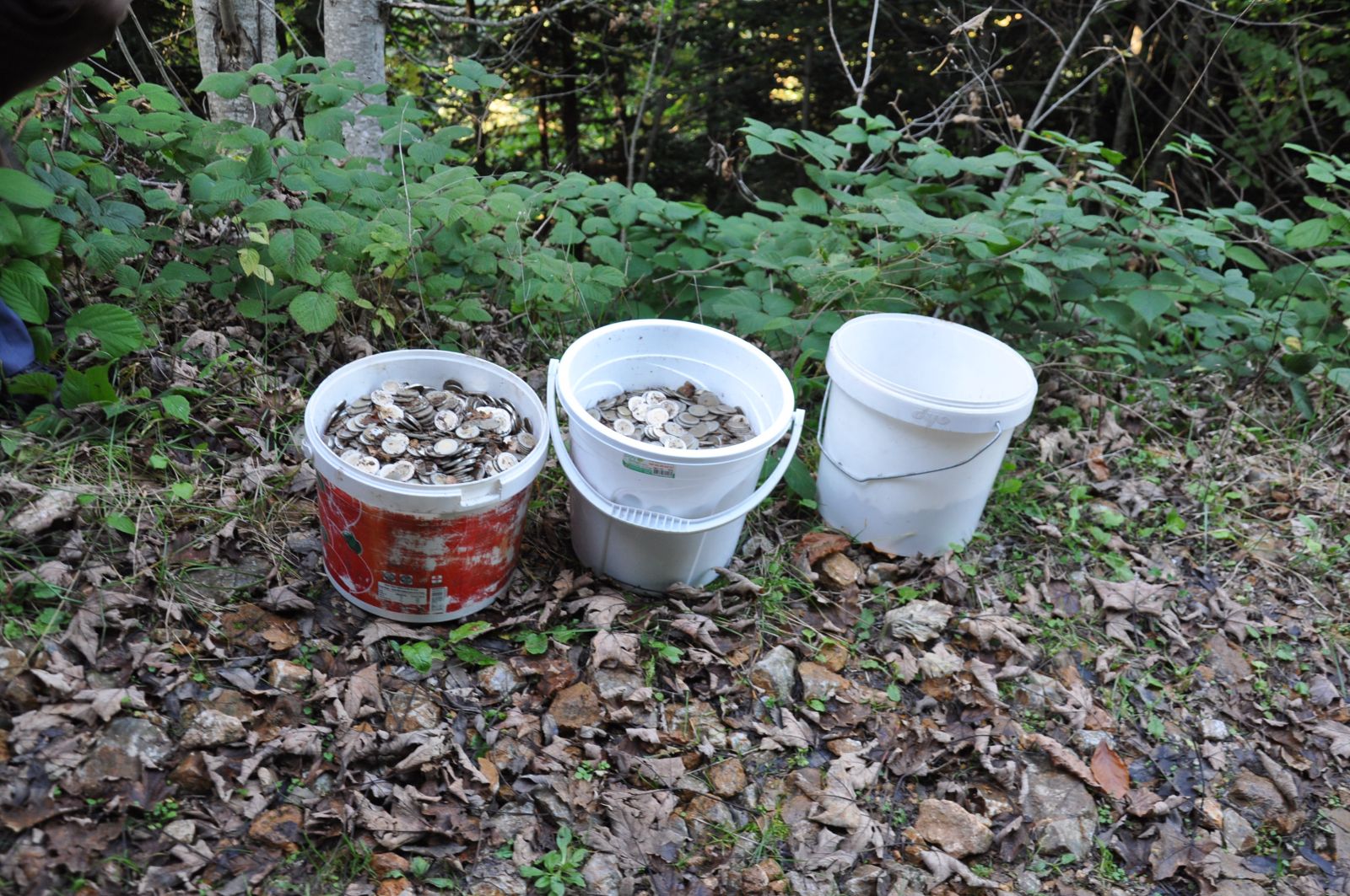 Mantar toplarken 3 kova bozuk para bulmuşlardı, bakın ne çıktı!