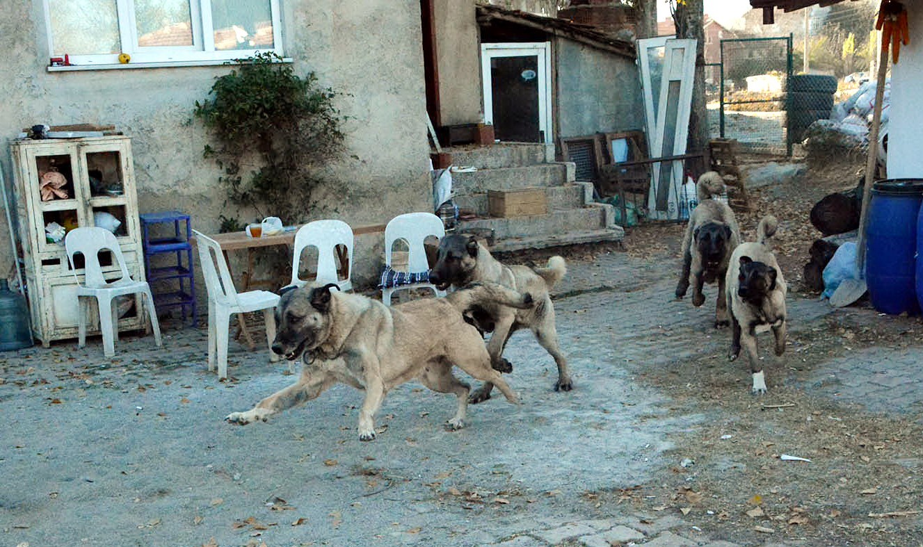 150 yıllık secereli 'Panter Kangal' ırkını Uşak'ta yetiştiriyor