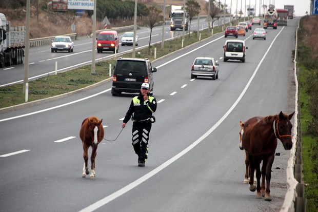 Yola çıkan sahipsiz atlar trafiği aksattı