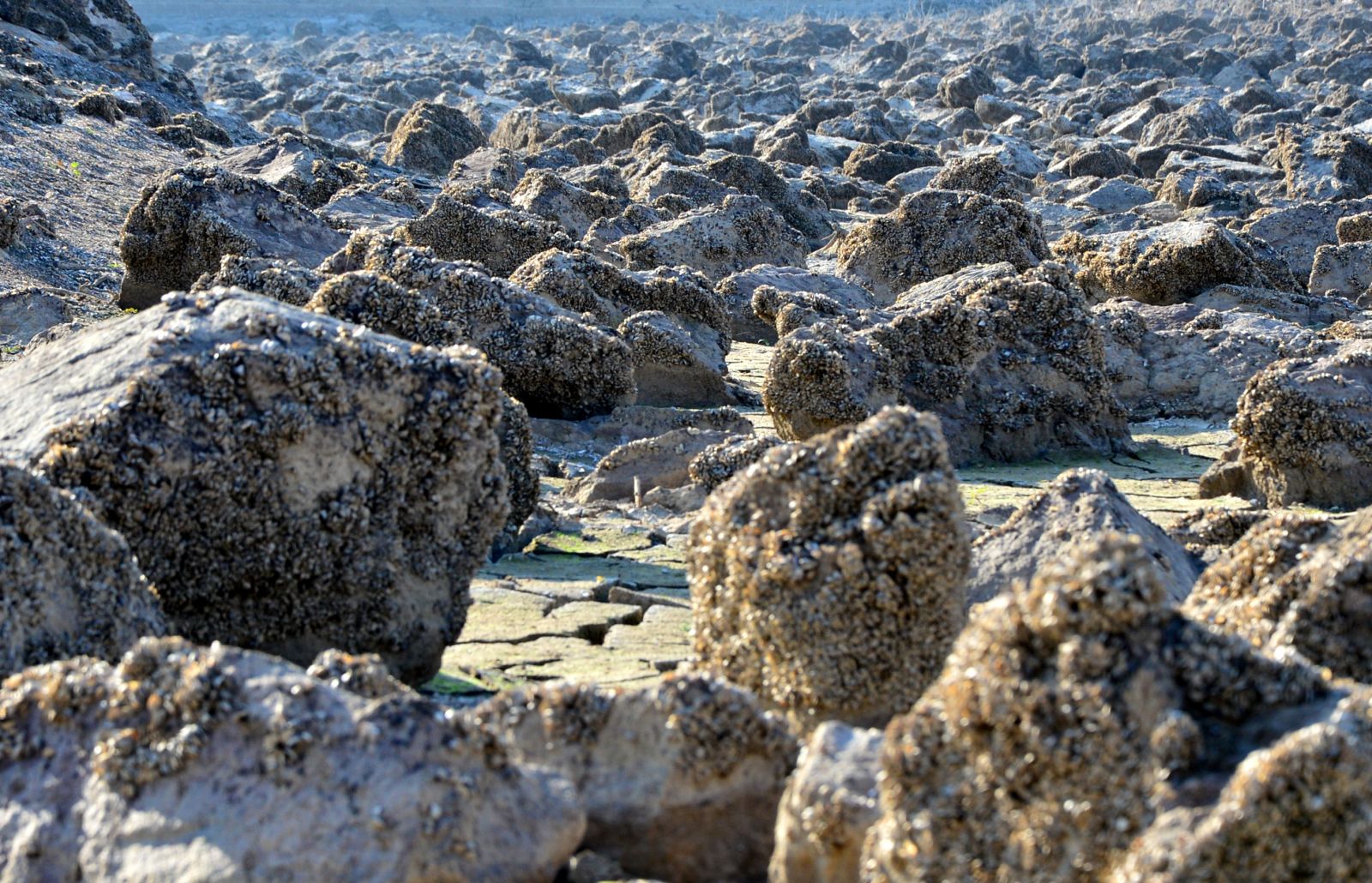 Suyu çekilen barajdan 'midye tarlası' çıktı