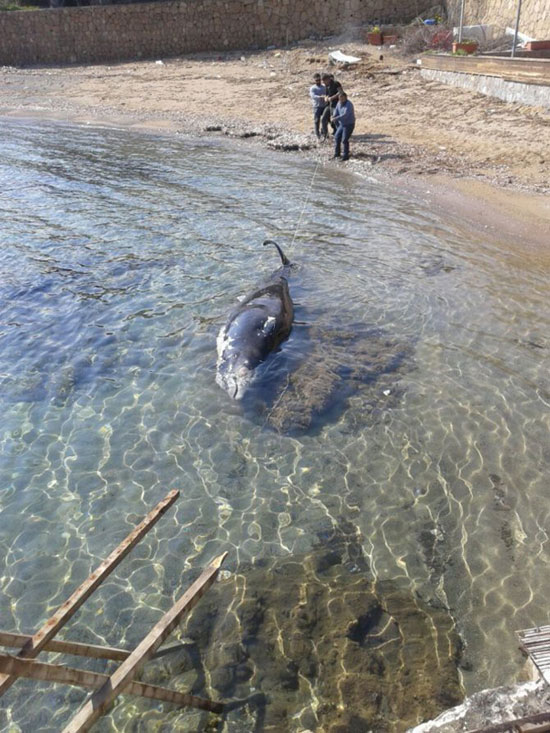 KKTC'de dev yunus balığı karaya vurdu