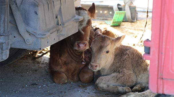 Büyükbaş hayvan taşıyan tırlar çarpıştı