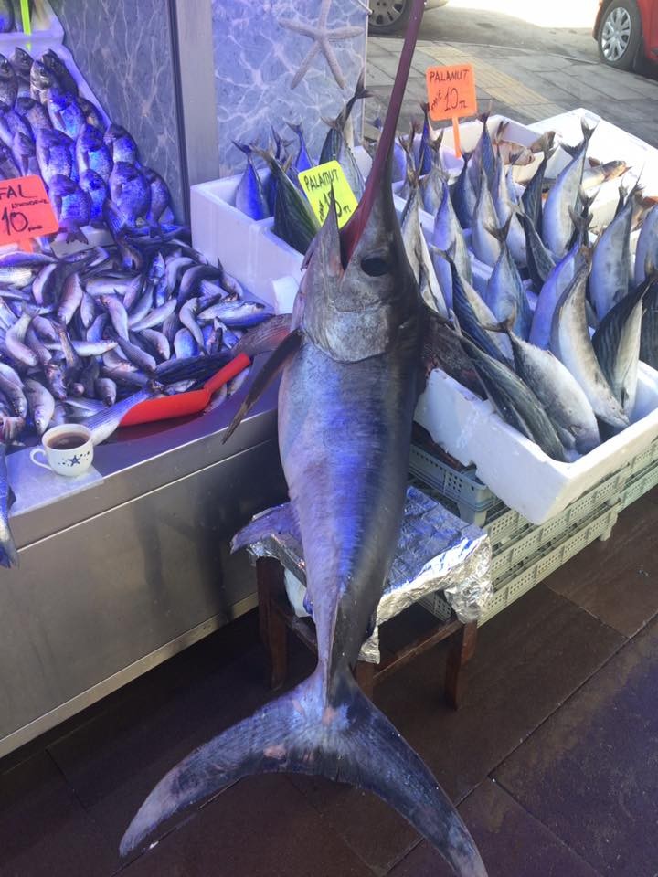 Bu kılıç balığını görenler şaşkına döndü