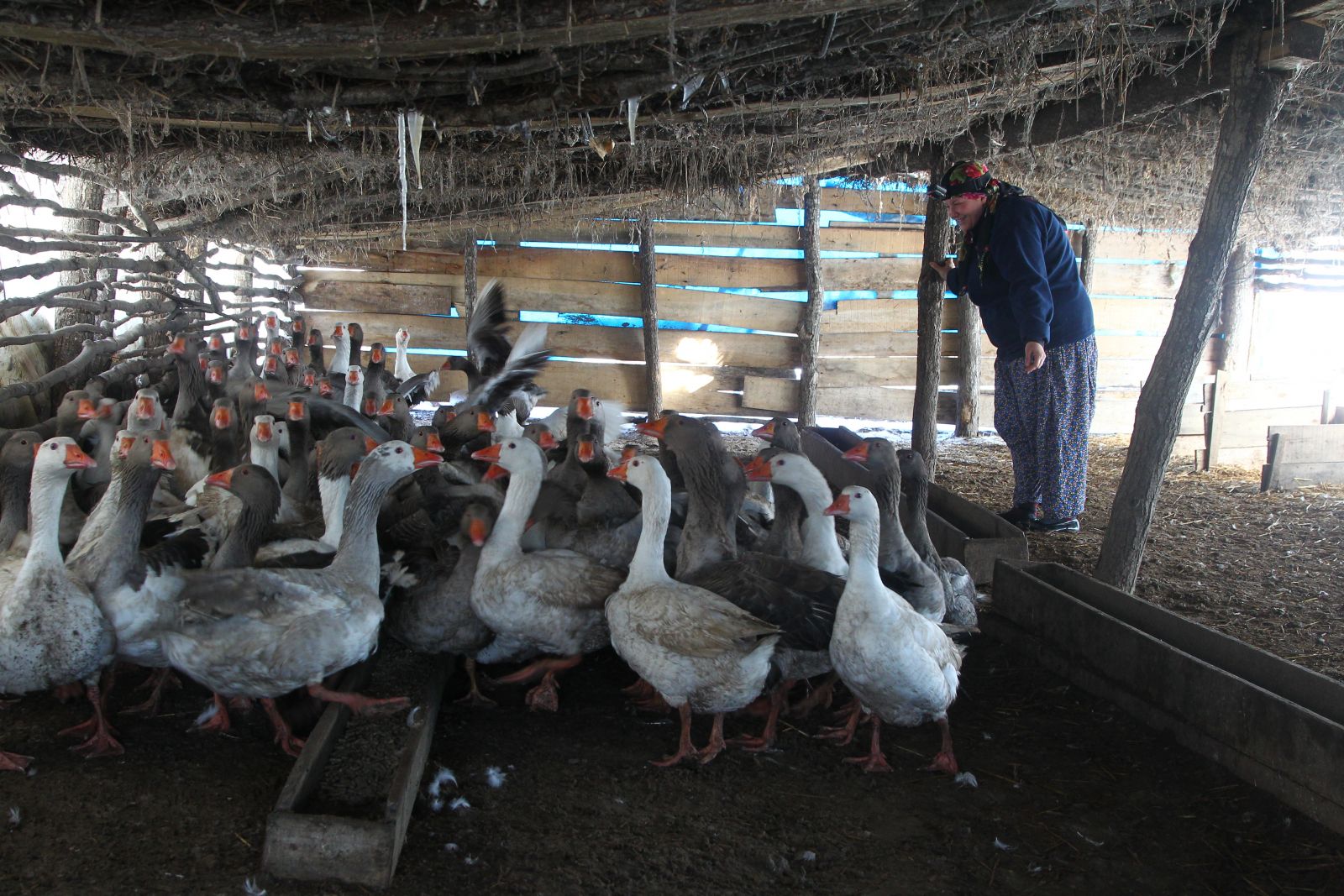 Gelin geldiği köyde, patron oldu