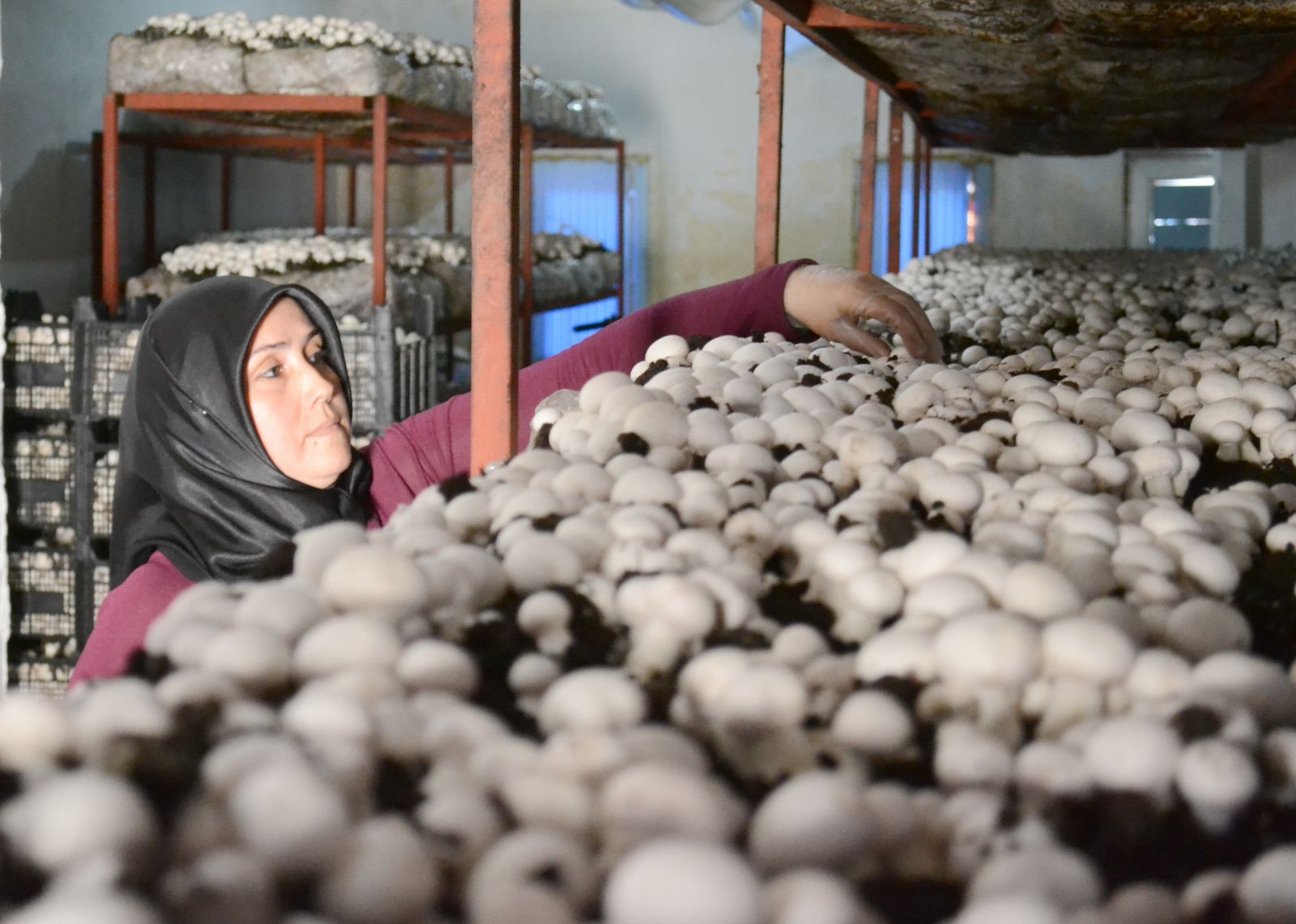 Mantar üreterek hem iş sahibi hem de patron oldu