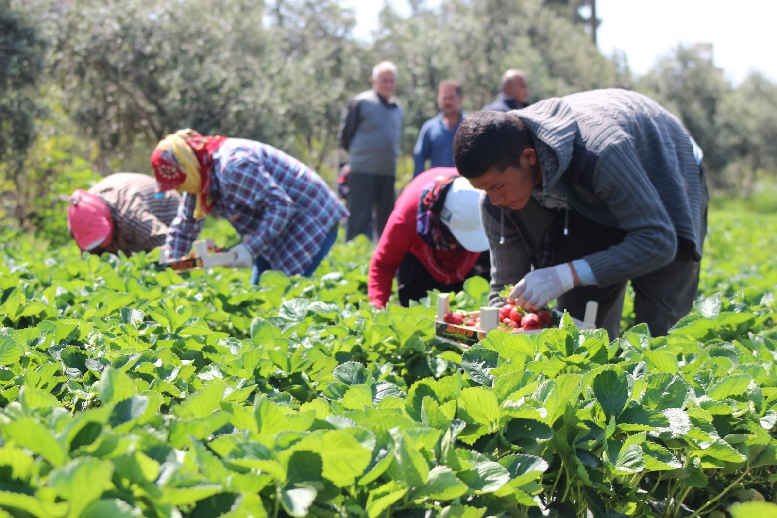 Hatay çileğinde hasat başladı