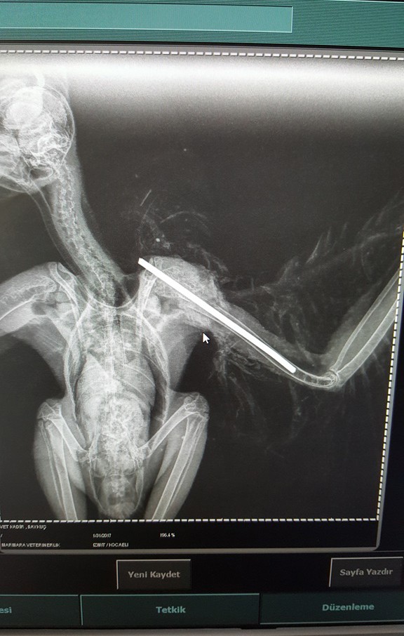 Baykuşun kırılan kanadına platin takıldı