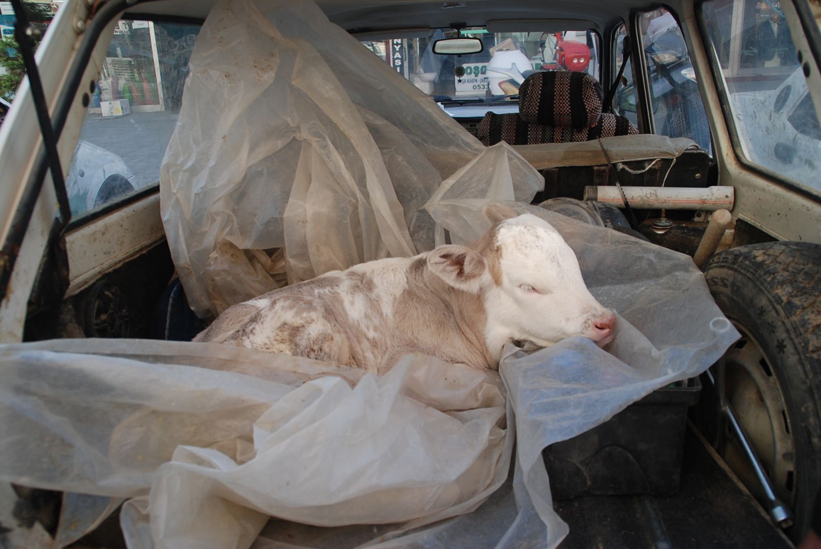 Buzağısını veterinere arabası ile götürdü