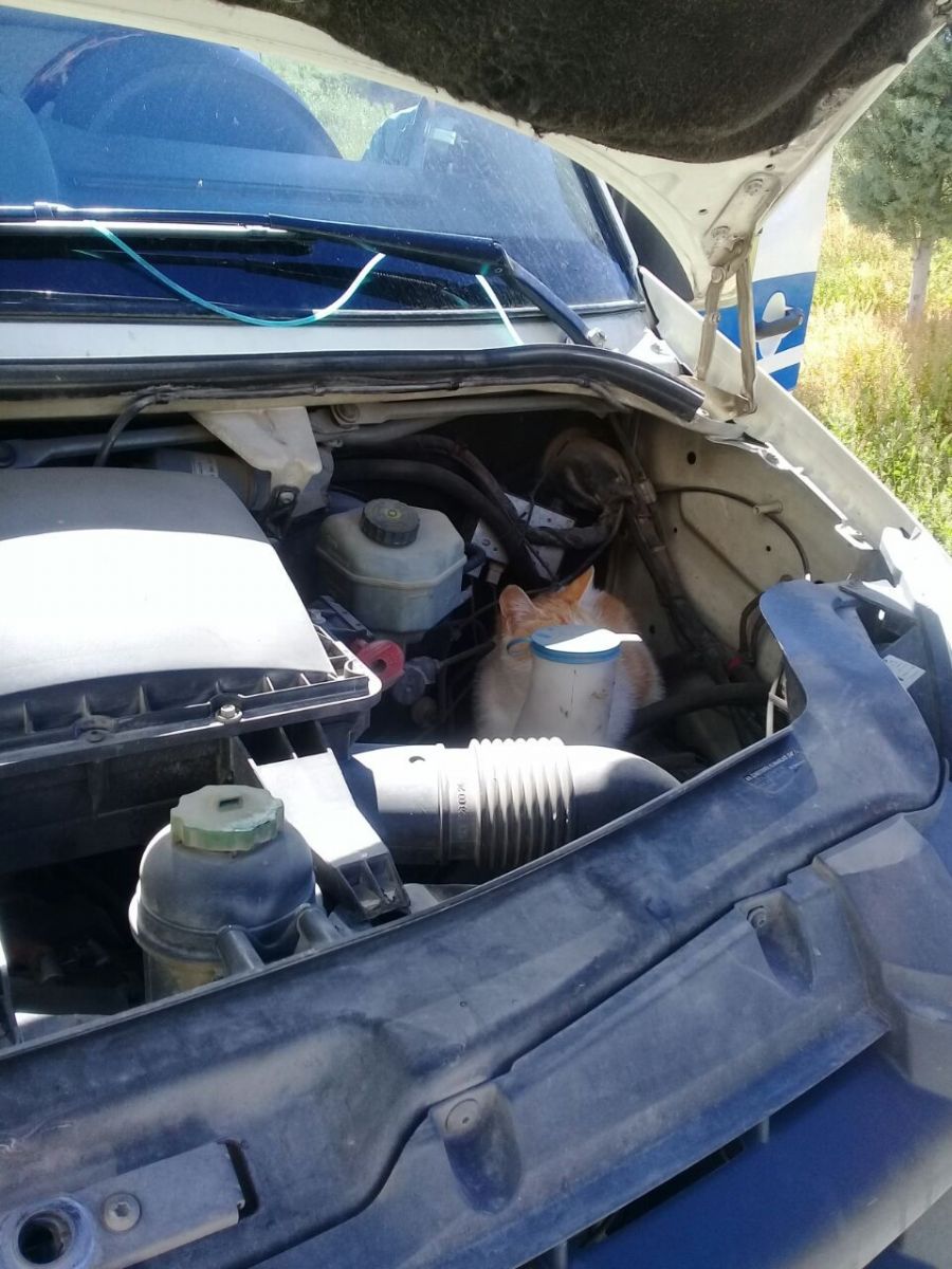 Ambulansın kaputuna giren kedi, Karaman'dan Konya'ya gidip geldi