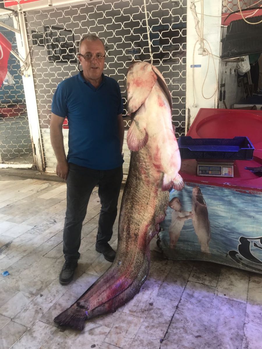 İznik Gölü'nde 2 metrelik yayın balığı yakalandı