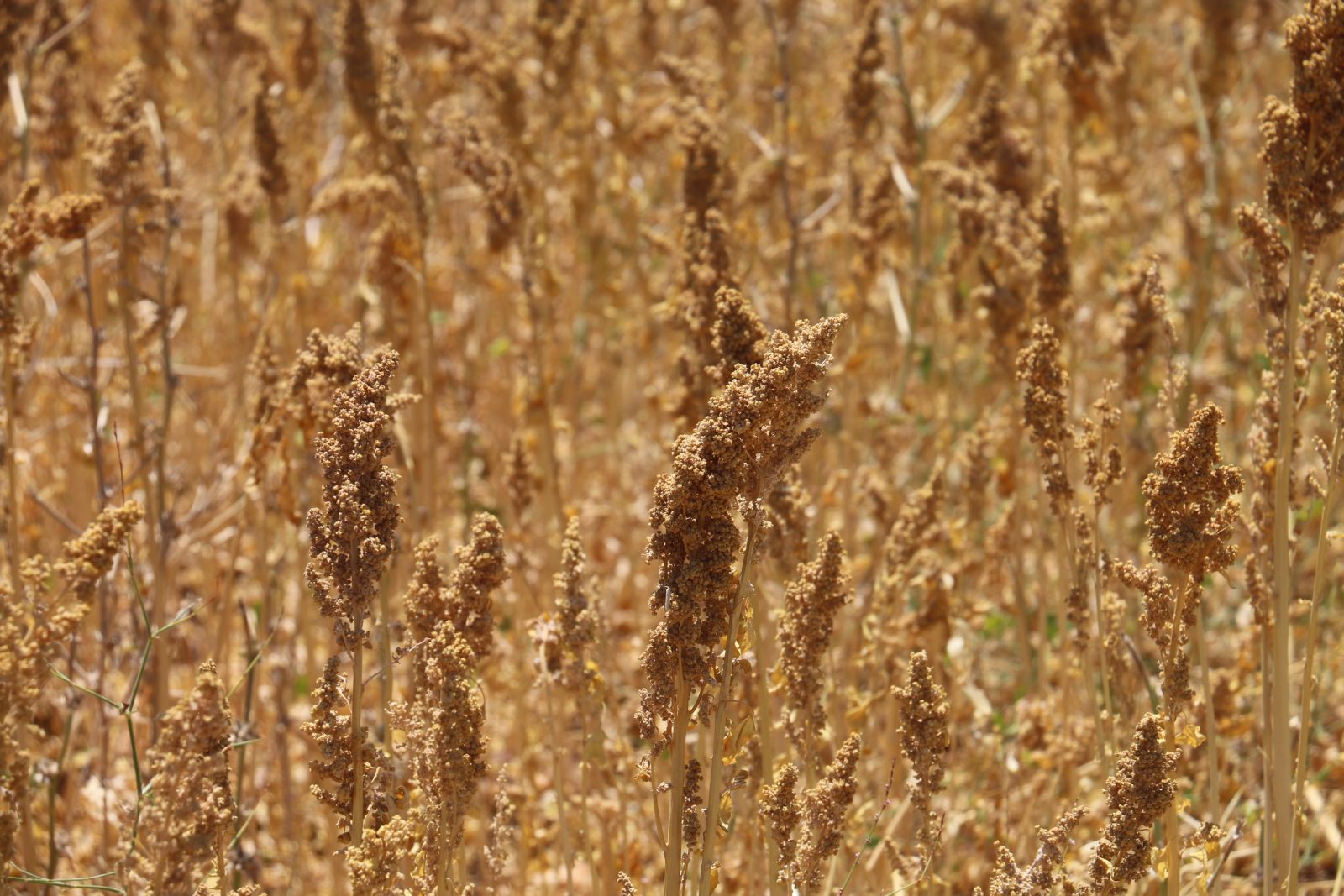 Adıyaman ilk kinoa hasadını yaptı