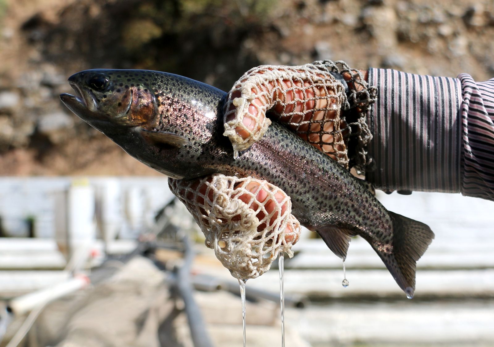 Çobanlıktan, balıkçılığa bir başarı öyküsü!