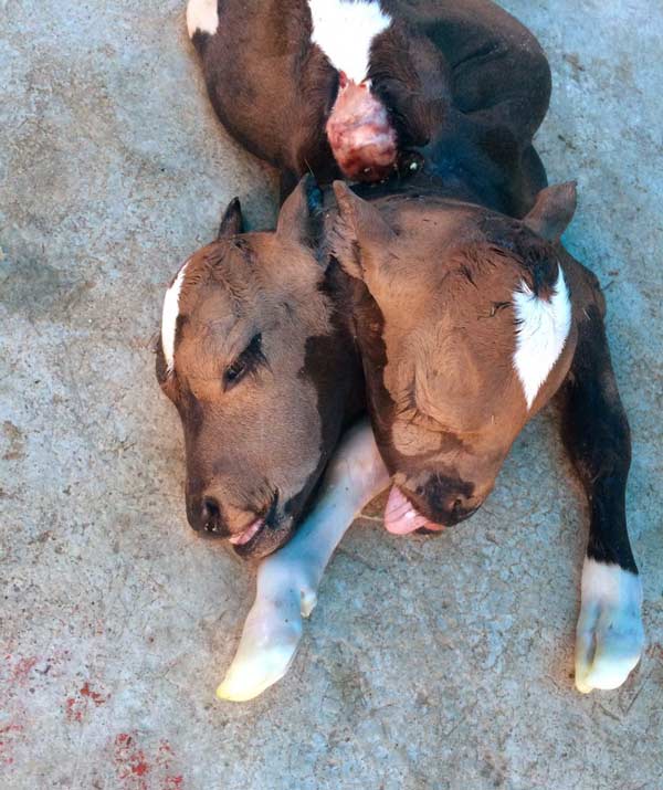 Çift başlı doğan buzağı görenleri şaşırttı