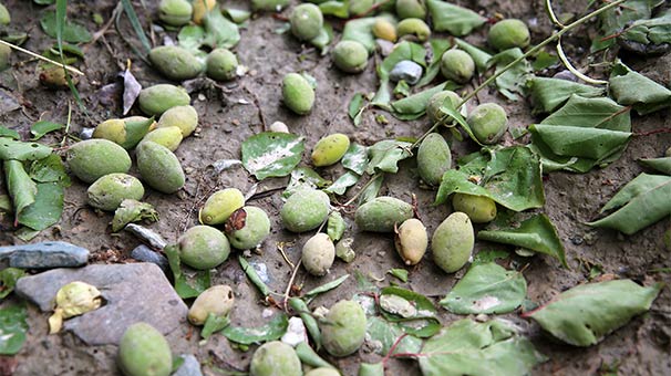 Dolu tarım ürünlerine zarar verdi