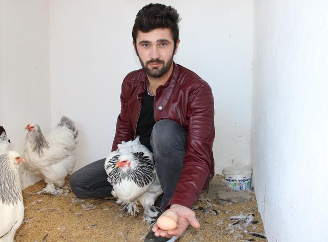Bu tavuğun yumurtası 40 lira, kendisi 2 bin lira