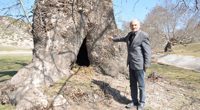 700 yaşındaki çınar yıllara meydan okuyor